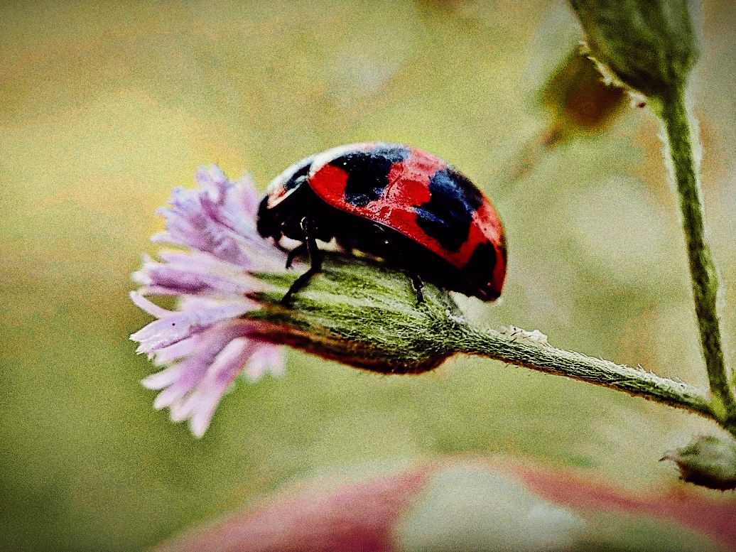 red insect